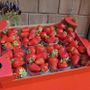 Peveragno torna a raccontarsi attraverso la sua fragola Peveragno torna a raccontarsi attraverso la sua fragola