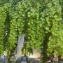 Verduno guarda al futuro partendo dagli alberi: il Comune punta sul censimento del faggio secolare della corte Nuto Revelli Verduno guarda al futuro partendo dagli alberi: il Comune punta sul censimento del faggio secolare della corte Nuto Revelli