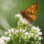 In Valle Stura due BioBlitz alla scoperta della rarissima farfalla Euphydryas maturna
