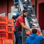 Tecnologia e lavoro nelle Langhe: esoscheletri nella movimentazione dell’uva