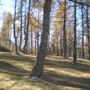 Aperte le iscrizioni per il "laboratorio di terapia forestale" in Valle Maira Aperte le iscrizioni per il "laboratorio di terapia forestale" in Valle Maira