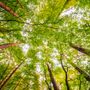 Report Foreste: la provincia di Cuneo si conferma il "polmone" del Piemonte, ma la pianura resta senza alberi