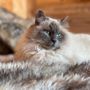 A Roccabruna si cerca il tenero micio Baloo