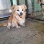 Il cagnolino Spritz nel suo box alla Casa di Freddy di Busca