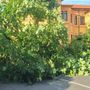 Il grande albero caduto davanti alla Scuola Primaria di Villafalletto nel centro del paese Il grande albero caduto davanti alla Scuola Primaria di Villafalletto nel centro del paese