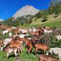 pontebernardo, all'Ecomuseo della Pastorizia inaugura la mostra fotografica "Animali e Saperi in Cammino"