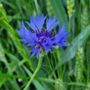 La magia, l'eleganza e il blu del Fiordaliso che regala bellezza alle campagne e agli occhi