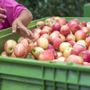 Frutta destinata all'industria ritirata a un centesimo al chilo: la denuncia di Coldiretti contro le pratiche sleali Frutta destinata all'industria ritirata a un centesimo al chilo: la denuncia di Coldiretti contro le pratiche sleali