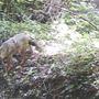 Nel Parco fluviale Gesso e Stura di Cuneo scoperto lo sciacallo dorato Nel Parco fluviale Gesso e Stura di Cuneo scoperto lo sciacallo dorato