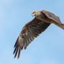 Nibbio bruno in volo (foto di Enrico Ruggeri)