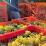 Vendemmia e caldo, l'Asl Cn2 richiama le regole per tutelare i lavoratori: stop nelle ore più a rischio Vendemmia e caldo, l'Asl Cn2 richiama le regole per tutelare i lavoratori: stop nelle ore più a rischio