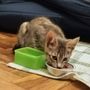 Patty, tenerissima gattina, cerca urgentemente casa
