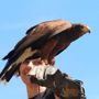 Nel primo fine settimana di settembre quattro appuntamenti in valle Varaita tra natura, bici e falconeria Nel primo fine settimana di settembre quattro appuntamenti in valle Varaita tra natura, bici e falconeria
