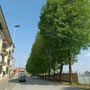 Saluzzo, l'alberata di via Fiume Saluzzo, l'alberata di via Fiume
