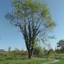 Vuoi adottare un albero del Parco fluviale di Cuneo? Ecco come puoi fare Vuoi adottare un albero del Parco fluviale di Cuneo? Ecco come puoi fare