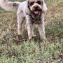Cane scomparso, si cerca lagotto femmina di nome Purusha fra Caraglio e Passatore