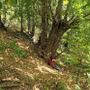 Ormea, una giornata tra i castagneti di Chionea per scoprire i benefici del "Bagno di Foresta"
