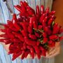 Tutti i benefici del peperoncino: piccante e salutare Tutti i benefici del peperoncino: piccante e salutare