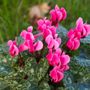 La leggenda del ciclamino, il fiore che colora autunno e inverno La leggenda del ciclamino, il fiore che colora autunno e inverno