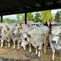 Dopo la Rassegna Bovina di Alba: "Ora valorizziamo tutta la filiera della carne"