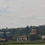 Uccelli appollaiati sui fili elettrici nella campagna di Bra Uccelli appollaiati sui fili elettrici nella campagna di Bra