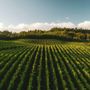La nebbia sul Sangiovese La nebbia sul Sangiovese