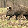 Dopo Cravanzana, due casi (i primi) a Pezzolo Valle Uzzone: la peste suina africana si diffonde in alta Langa Dopo Cravanzana, due casi (i primi) a Pezzolo Valle Uzzone: la peste suina africana si diffonde in alta Langa