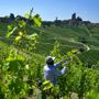 Stagionali in agricoltura: venti Comuni di Langhe e Roero al tavolo &quot;anti caporalato&quot;