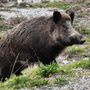 A Cravanzana il primo caso di peste suina africana in provincia di Cuneo: il virus entra in Alta Langa A Cravanzana il primo caso di peste suina africana in provincia di Cuneo: il virus entra in Alta Langa