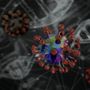 Hantavirus: cosa sapere e come proteggersi, dall’Iss le risposte alle domande più frequenti Hantavirus: cosa sapere e come proteggersi, dall’Iss le risposte alle domande più frequenti