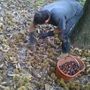 Castagne, Coldiretti Cuneo: il caldo rallenta la raccolta, attesa per le piogge Castagne, Coldiretti Cuneo: il caldo rallenta la raccolta, attesa per le piogge