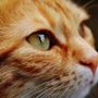 Quel gatto indifeso ferito dal dardo di una balestra: "Chi sa qualcosa, parli"