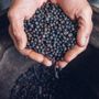 A Montemale un’esperienza unica con la raccolta del ginepro A Montemale un’esperienza unica con la raccolta del ginepro