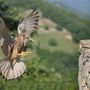 Dronero ospita il BioBlitz: cittadini protagonisti dell’inventario biologico Dronero ospita il BioBlitz: cittadini protagonisti dell’inventario biologico