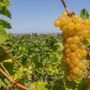 Moscato, Coldiretti Cuneo: "Scongiurato il taglio a 80 quintali" Moscato, Coldiretti Cuneo: "Scongiurato il taglio a 80 quintali"