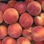 Frutta pagata un centesimo al chilo: Coldiretti Cuneo denuncia “un prezzo che umilia il lavoro agricolo” Frutta pagata un centesimo al chilo: Coldiretti Cuneo denuncia “un prezzo che umilia il lavoro agricolo”