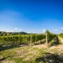 Frutticoltura e gestione del rischio: Cuneo e Verona fanno squadra per proteggere le imprese agricole Frutticoltura e gestione del rischio: Cuneo e Verona fanno squadra per proteggere le imprese agricole