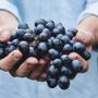 Crisi del vino, il grido dall'allarme della Cia: "La Regione difenda il prezzo delle uve per garantire dignità e futuro alle aziende e ai territori" Crisi del vino, il grido dall'allarme della Cia: "La Regione difenda il prezzo delle uve per garantire dignità e futuro alle aziende e ai territori"