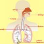 Embolia polmonare, al Santa Croce e Carle di Cuneo un congresso su diagnosi e terapie avanzate Embolia polmonare, al Santa Croce e Carle di Cuneo un congresso su diagnosi e terapie avanzate