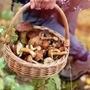 Stagione estiva alle porte, ecco come raccogliere i funghi in sicurezza Stagione estiva alle porte, ecco come raccogliere i funghi in sicurezza
