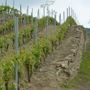 Il Dolcetto alla sbarra: a Diano d’Alba va in scena il “Processo dell’Anno” Il Dolcetto alla sbarra: a Diano d’Alba va in scena il “Processo dell’Anno”