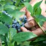 Dalla terra al consumatore: la filiera corta di Joinfruit Dalla terra al consumatore: la filiera corta di Joinfruit