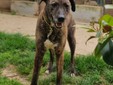 Amici a 4 zampe della Casa di Freddy a Busca Amici a 4 zampe della Casa di Freddy a Busca