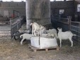 Alcune capre piccole che non vengono portate in alpeggio nella stalla dell'azienda a Valdieri