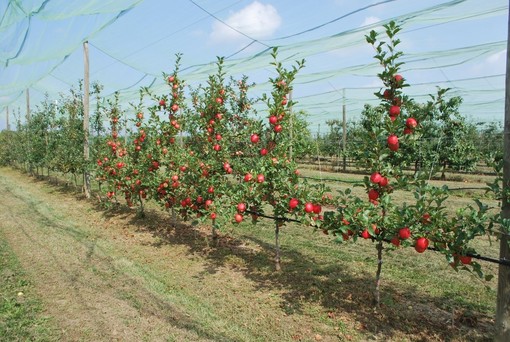 Piante di melo Tessa®, campo di sperimentazione varietale della Fondazione Agrion, Manta (fonte Agrion)