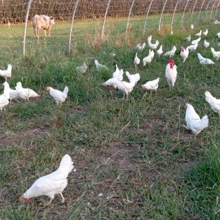 La Gallina Bianca di Saluzzo