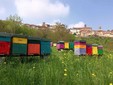 L'apiario di Mondovì Piazza