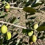 Oliveti Giachino: l’eccellenza dell’olio tra le colline torinesi