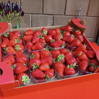 Peveragno torna a raccontarsi attraverso la sua fragola