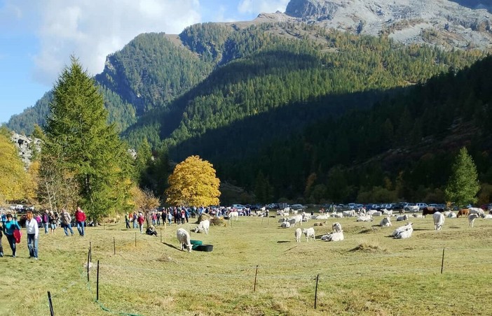 La tradizionale “Fiero dei Des” che si è tenuta a Bellino in alta valle Varaita (Ph_Bottero) La tradizionale “Fiero dei Des” che si è tenuta a Bellino in alta valle Varaita (Ph_Bottero)